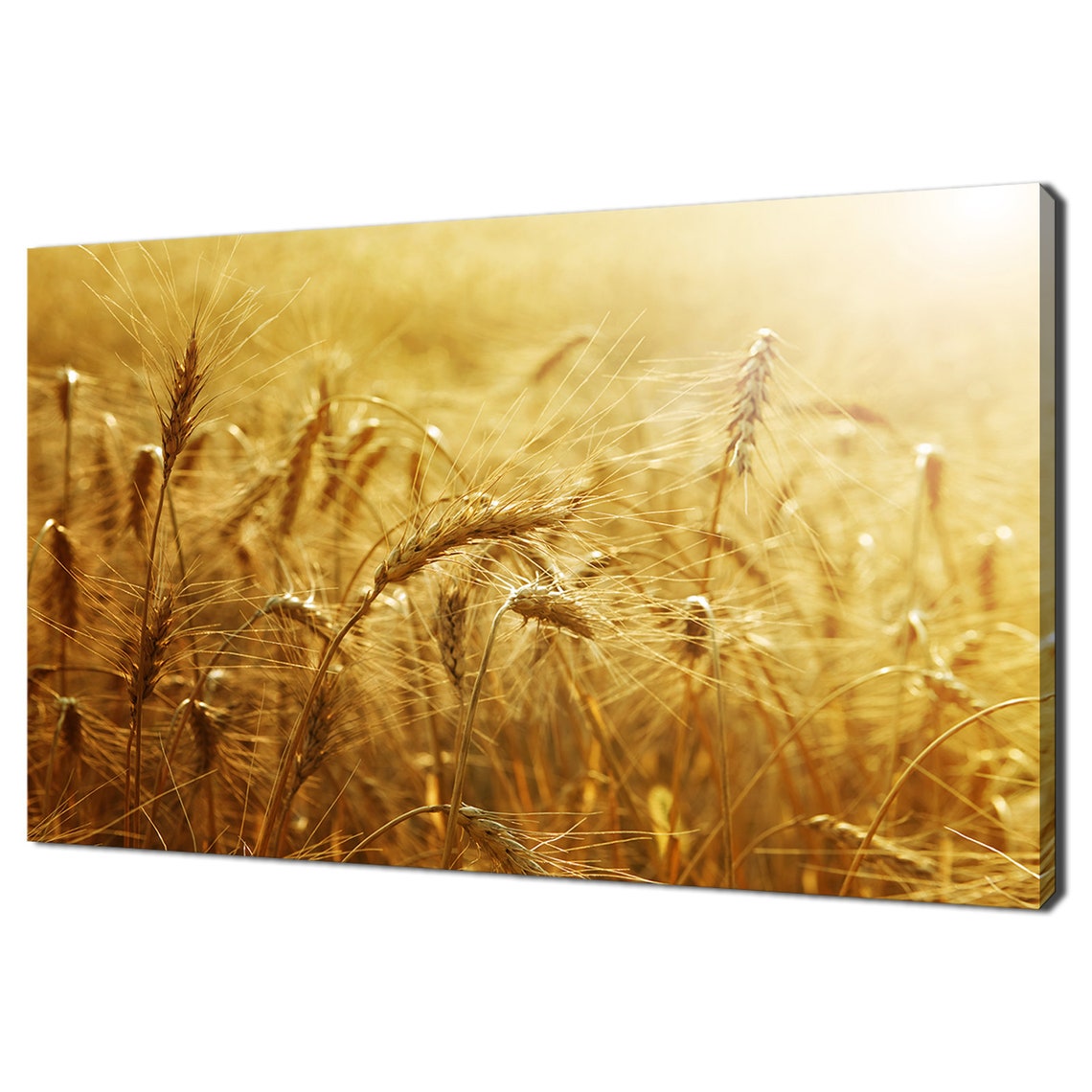 Golden Wheat Field Sunlight Close Up Warm Nature Photography Poster