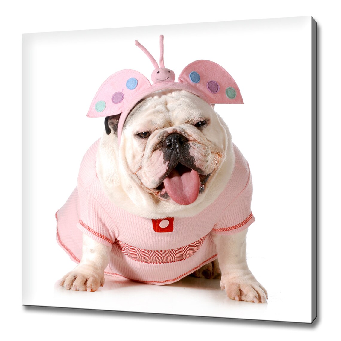 Cute English Bulldog Wearing Pink Butterfly Costume Funny Dog Wall Art