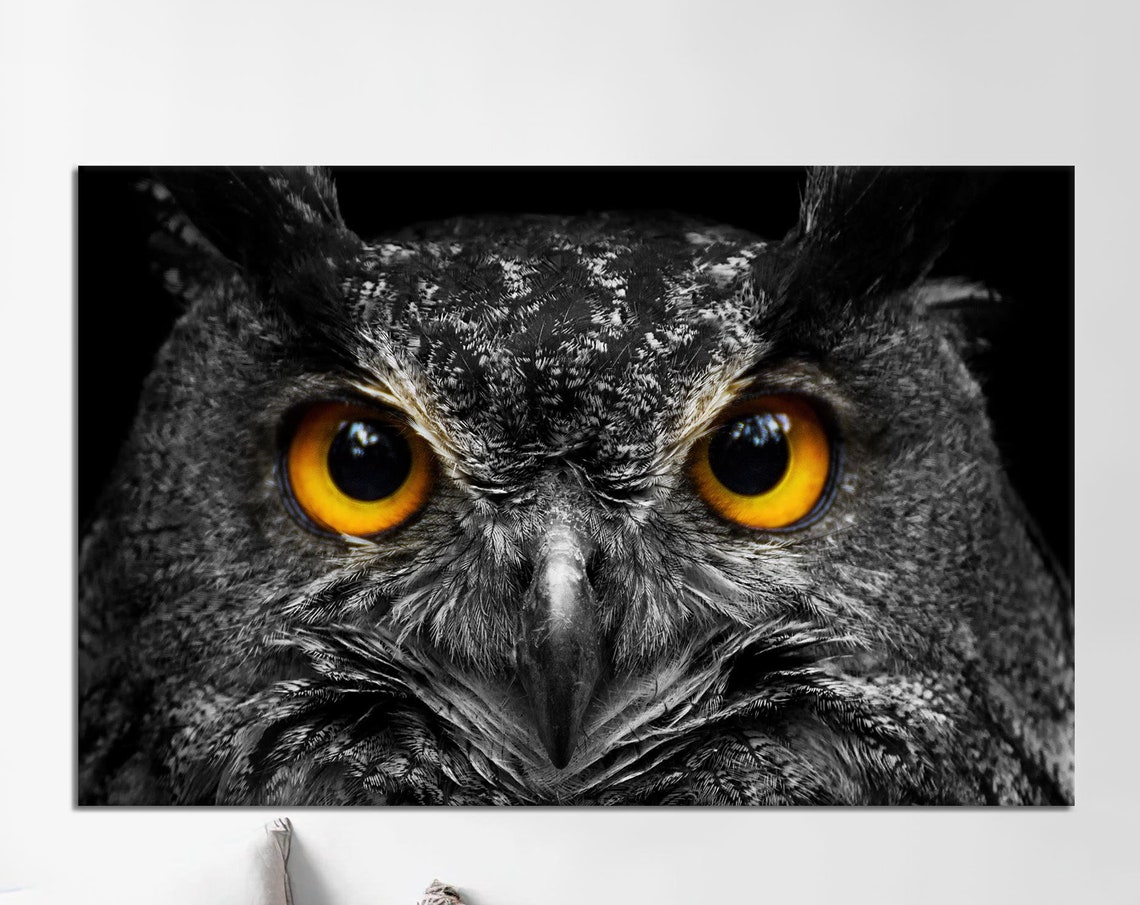 Owl Face Close Up With Piercing Amber Eyes Black And White Poster