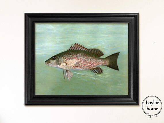 Snapper Painting, Vintage Fish Print