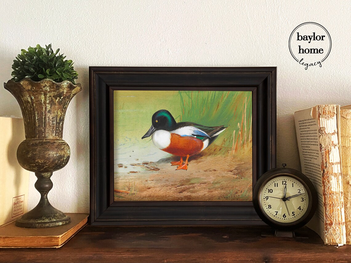 Northern Shoveler Duck Standing At Shore Vintage Waterfowl Bird Poster - Image 4