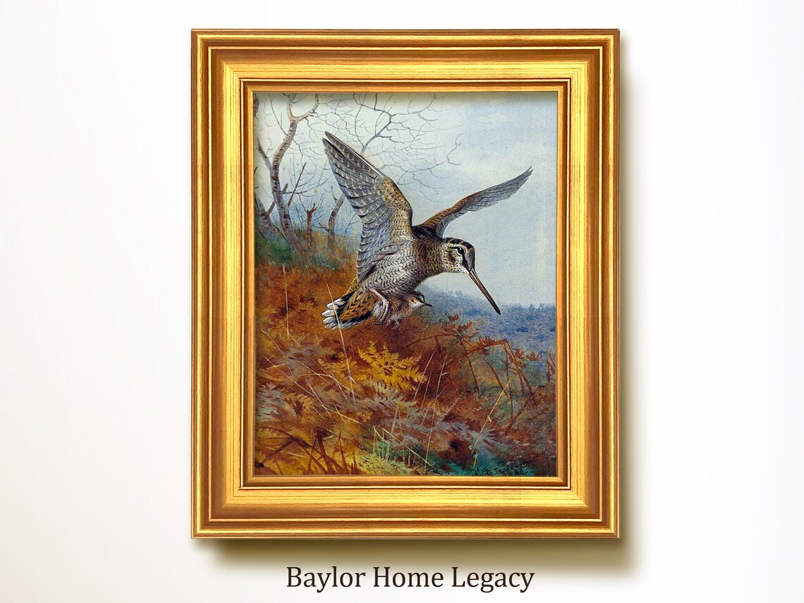 Woodcock in Flight Over Autumn Marsh Vintage Bird Wildlife Art Poster