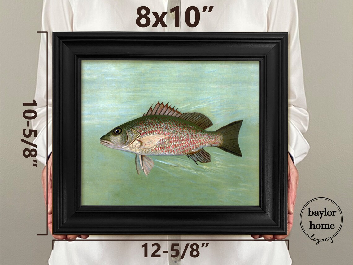Snapper Painting, Vintage Fish Print - Image 4