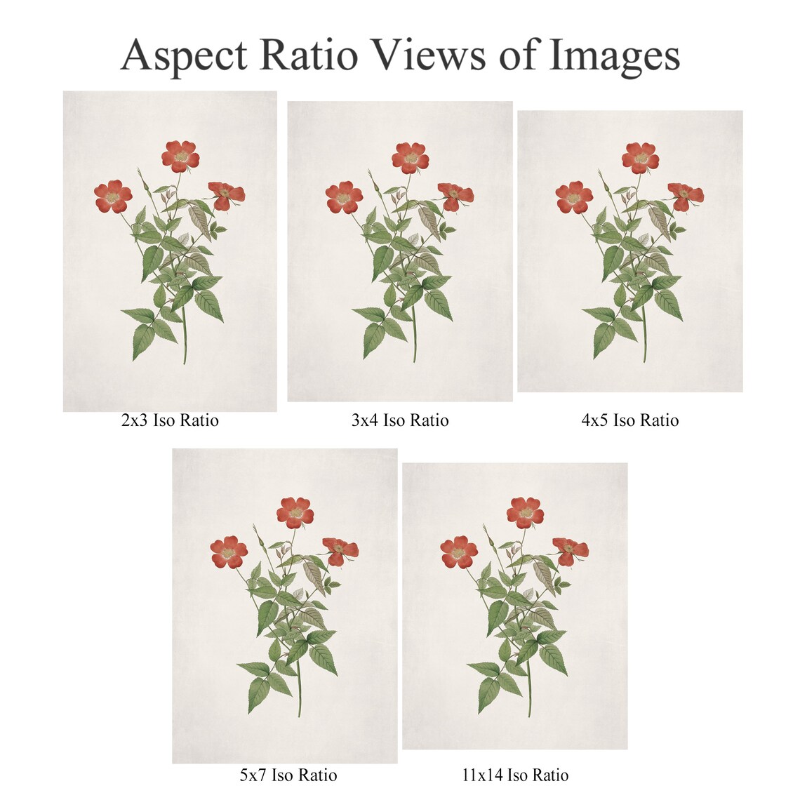 Antique Botanical Vintage Flower Art Print - Image 2