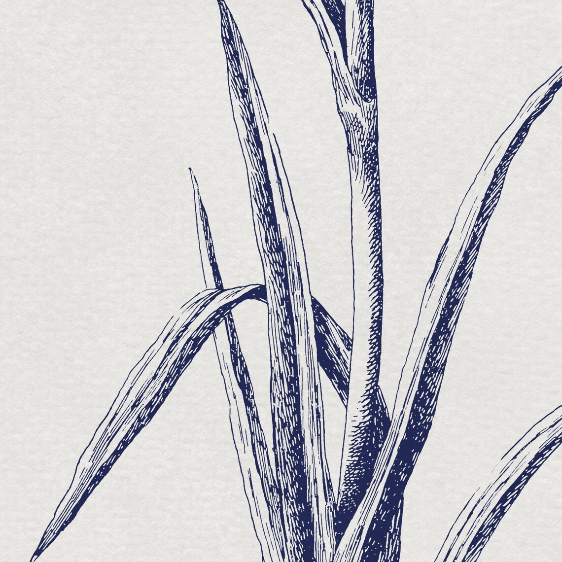 Antique Neutral Flower Sketch Vintage Botanical Art Print - Image 3