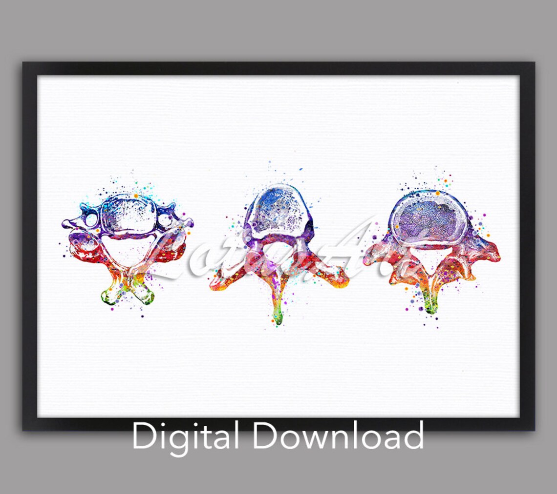 Vertebrae Anatomy Watercolor Art Print, Doctor Office