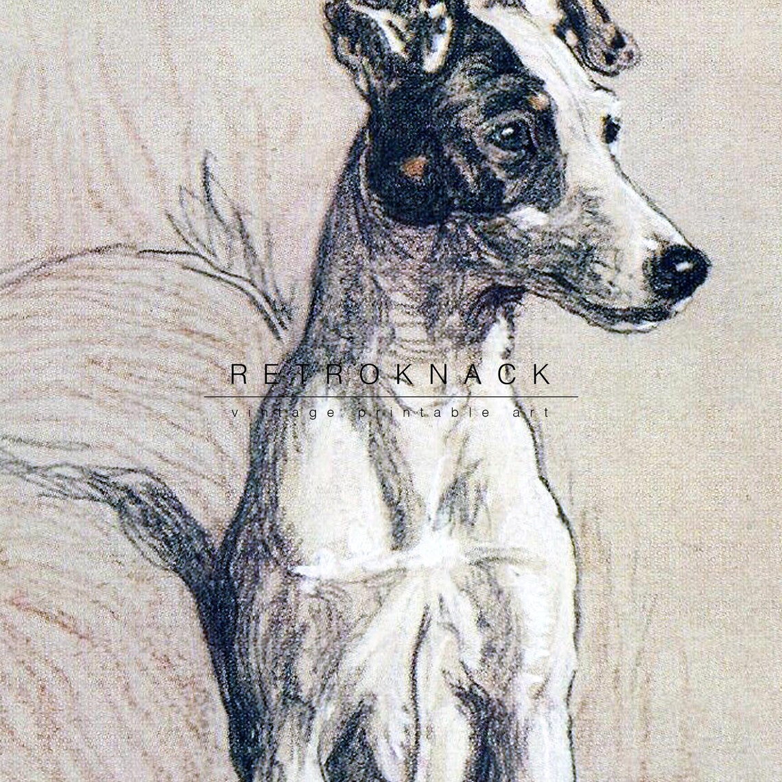 Smooth Fox Terrier Portrait Cecil Aldin Classic Dog Art Print - Image 2