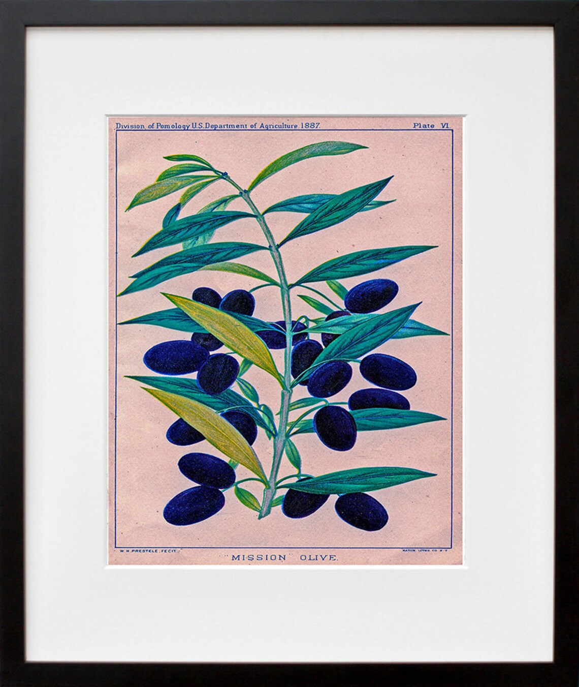 Mission Olive Vintage 1887 USDA Botanical Pomology Art Print