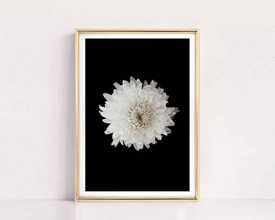 Black And White Chrysanthemum Dark Botanical Flower Photo Print - Image 2