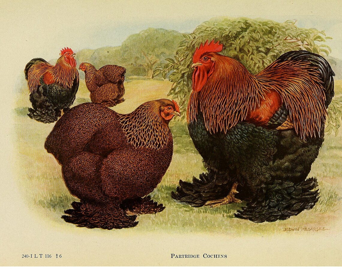 Partridge Cochins Vintage Lithograph, Bird Art Print