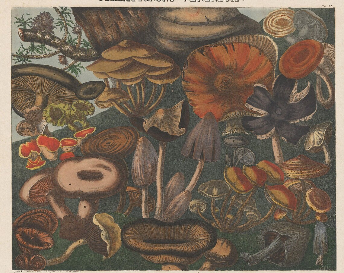 Poisonus Mushrooms Plate IX Art Print
