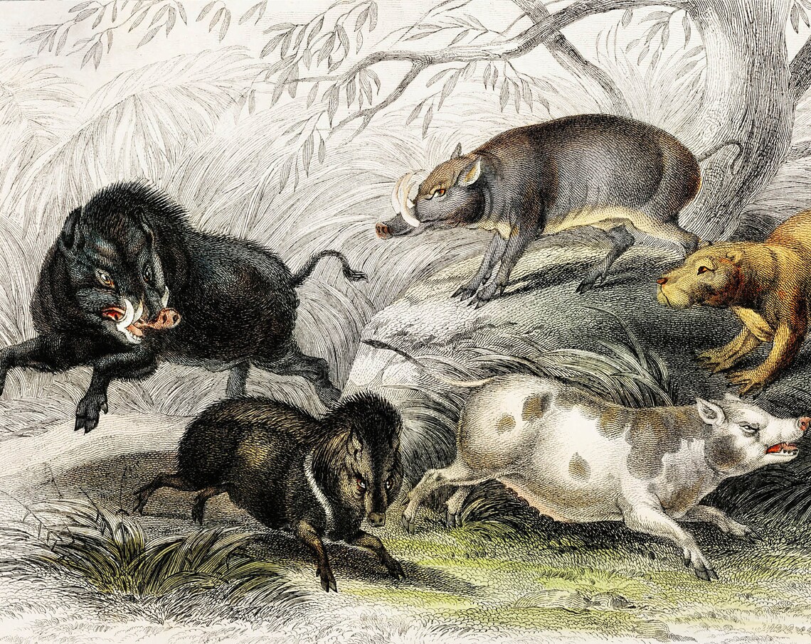 Pig Boar 1820 Rare Antique Hand-Coloured Lithograph