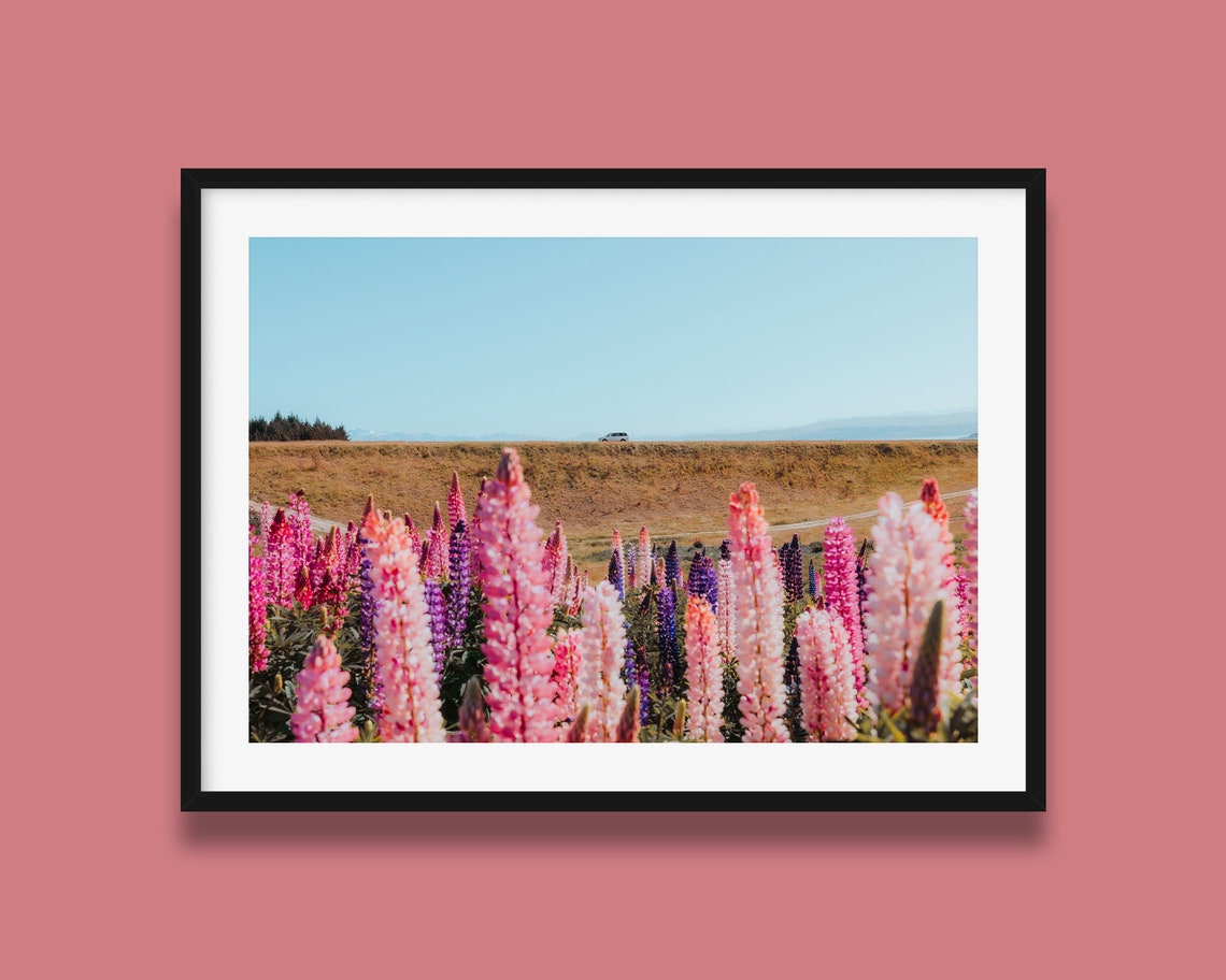 Lupin Field Print New Zealand Lupins Print Mount Cook Wall Art Print Lake Tekapo Original Photography Print From New Zealand