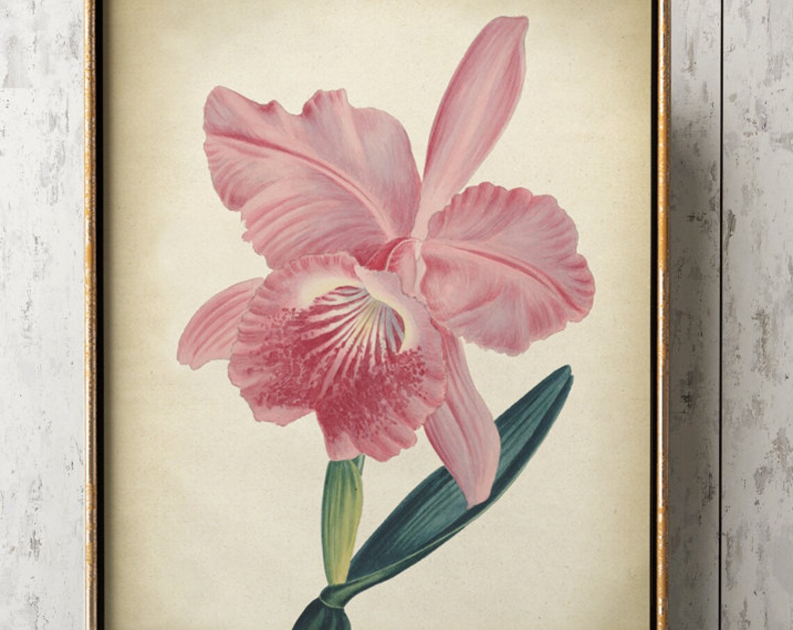Pink Orchid Botanical Flower Print, Botanical Chart