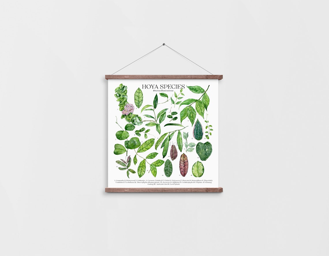 Hoya Species Wax Plant Botanical Leaf Identification Chart Poster - Image 2