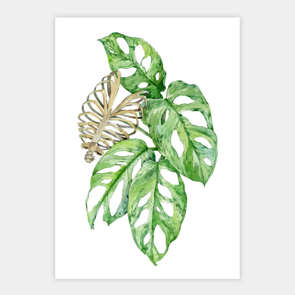 Monstera Adansonii Watercolor Swiss Cheese Plant Dark Botanical Poster - Image 3