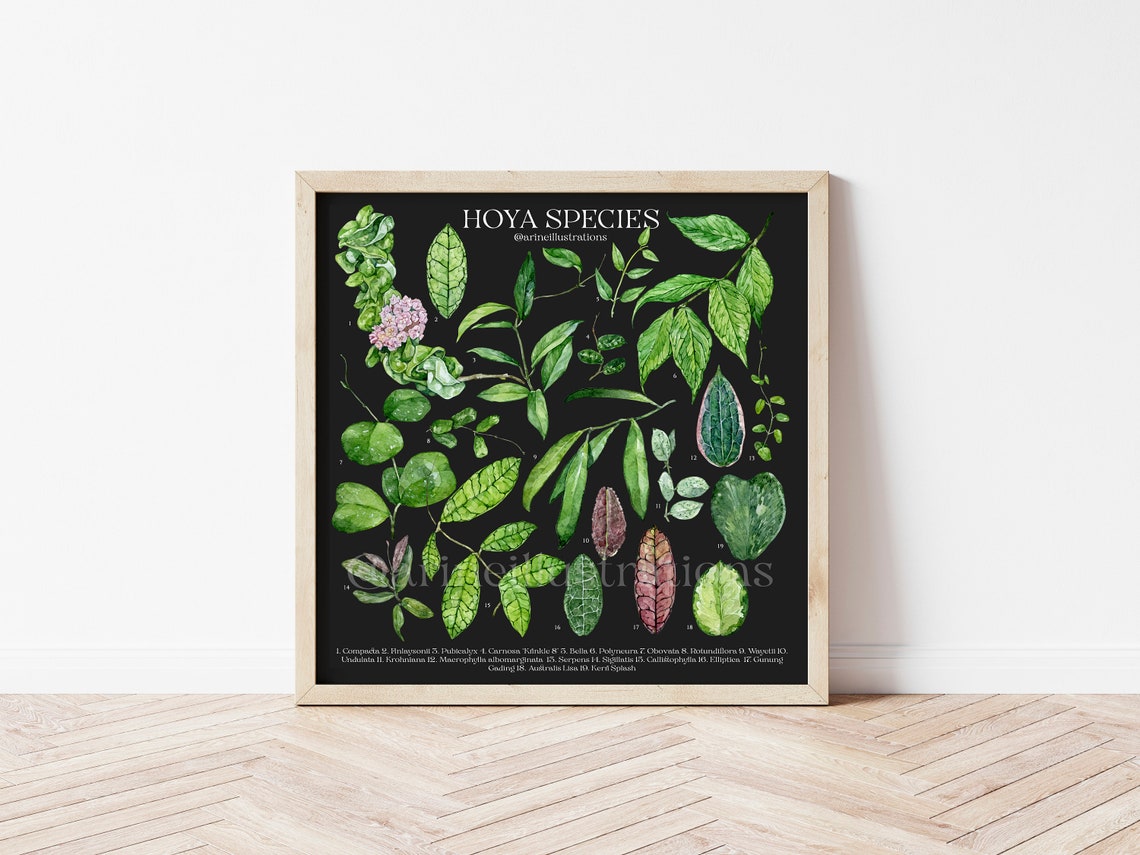 Hoya Species Wax Plant Botanical Leaf Identification Chart Poster - Image 4