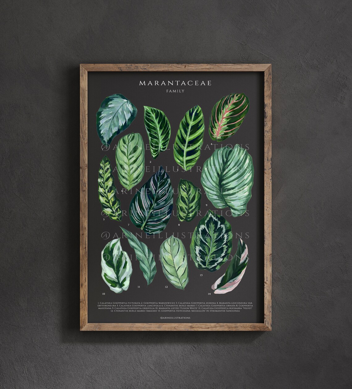 Marantaceae Family Prayer Plant Leaf Species Watercolor Chart Poster - Image 4