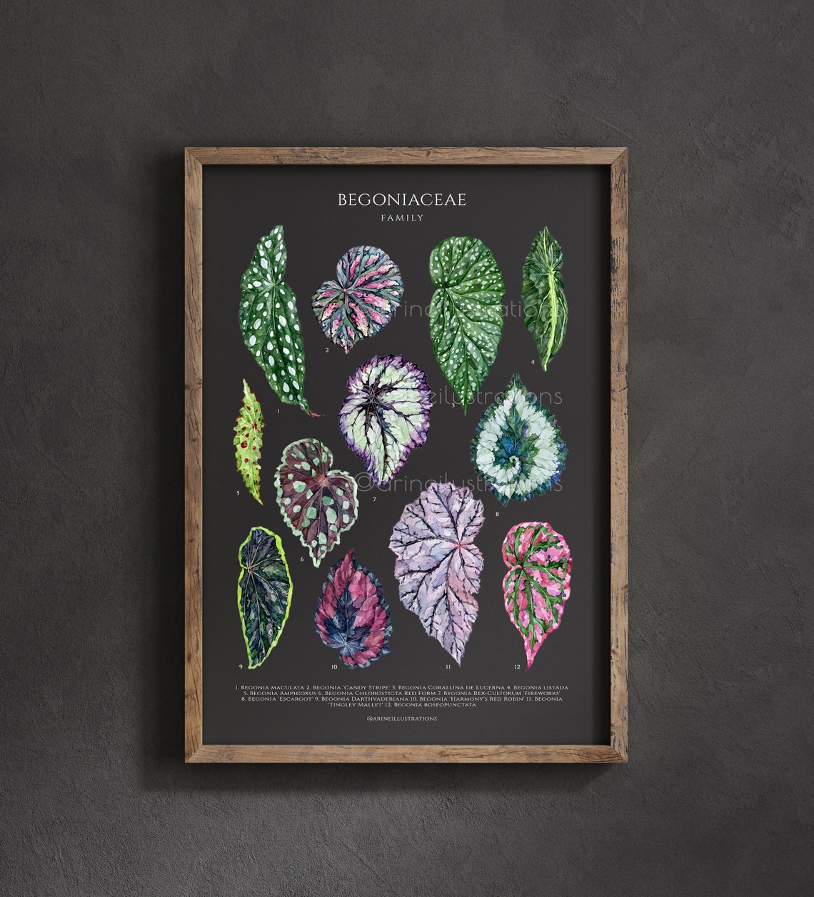 Begoniaceae Family Begonia Leaf Species Watercolor Chart Poster - Image 4