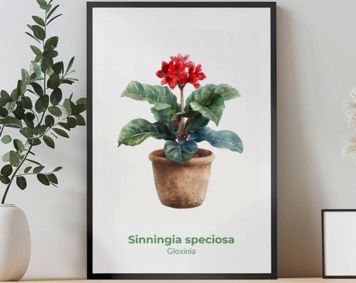 Red Gloxinia Sinningia Speciosa Bloom Watercolor Botanical Poster