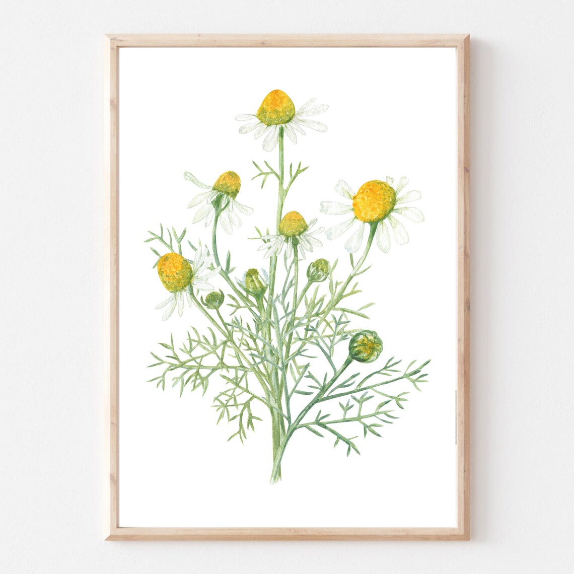 Chamomile Flowers Watercolor Botanical Illustration Nature Poster - Image 2
