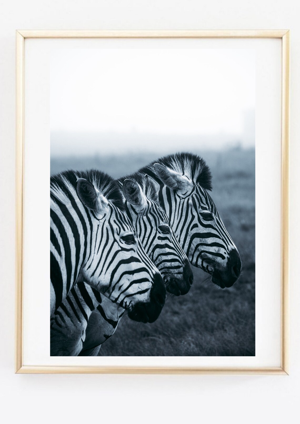 Three Zebra Heads Safari Wildlife Photo Black and White Print - Image 2