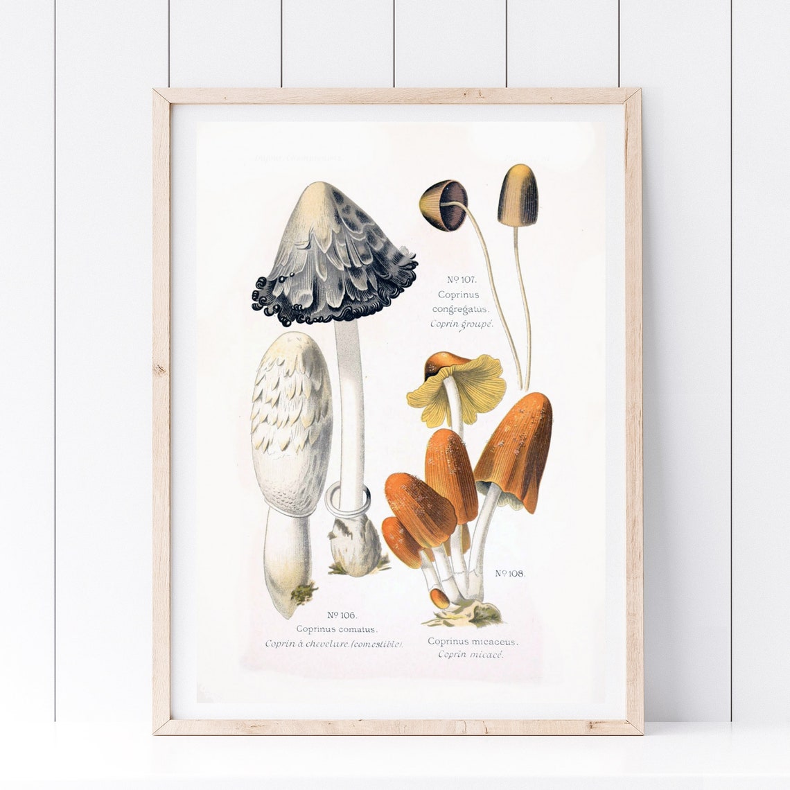 Vintage Coprinus Mushrooms Botanical Nature Study Illustration Poster