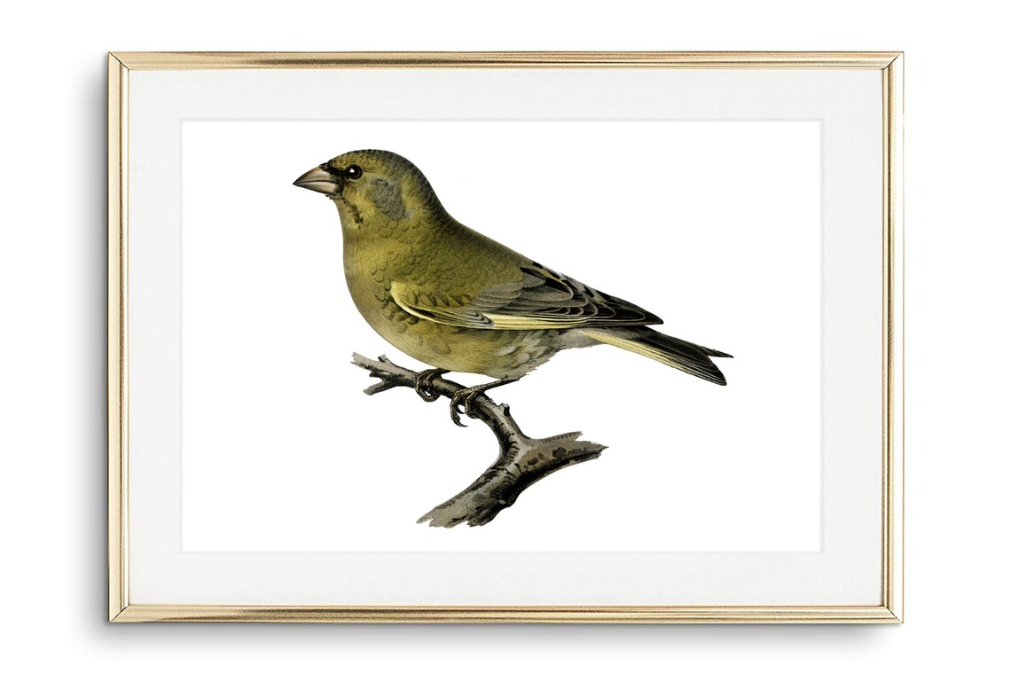 European Greenfinch Vintage Bird Illustration Nature Wall Art Poster