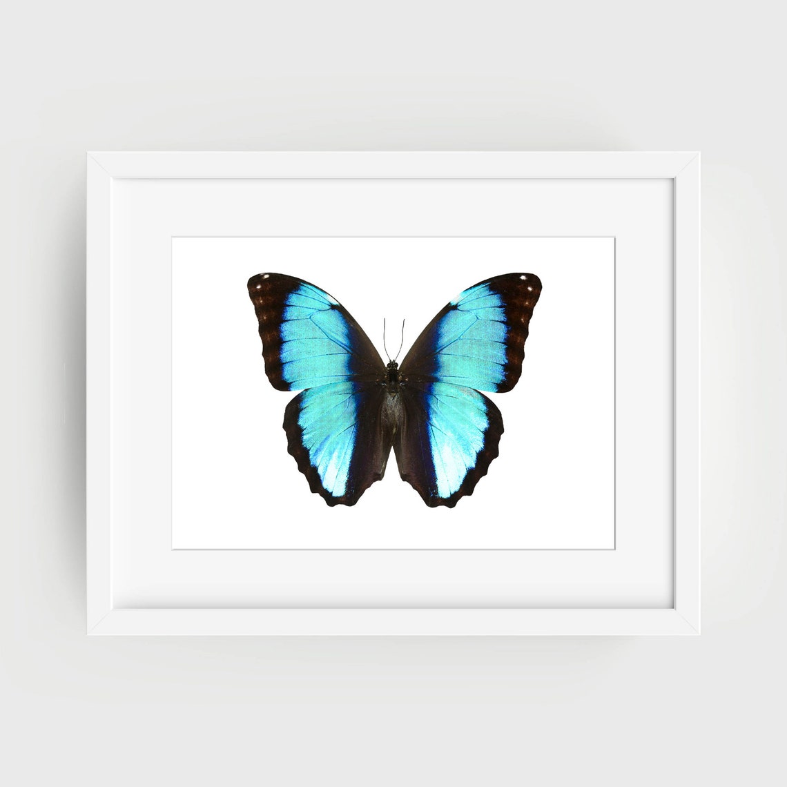 Din A4 Art Print Without Frame Blue Morphofalter Butterfly Blue Butterfly Nature Retro Vintage Print Poster Image - Image 2