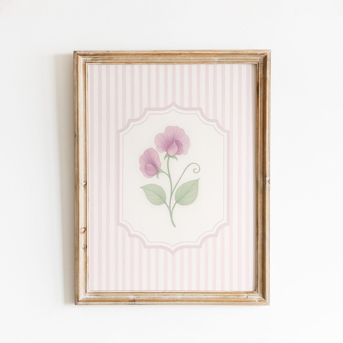 Sweet Pea Flower Pink Blooms Stripe Frame Vintage Botanical Poster