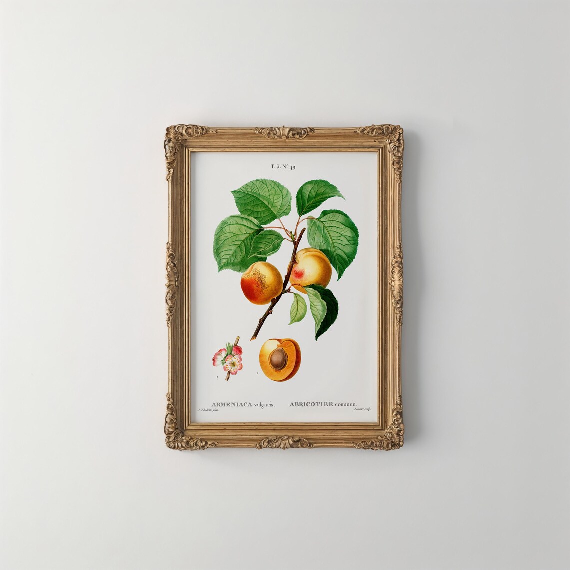 Apricot Botanical Illustration Vintage Fruit Tree Branch French Plate Poster