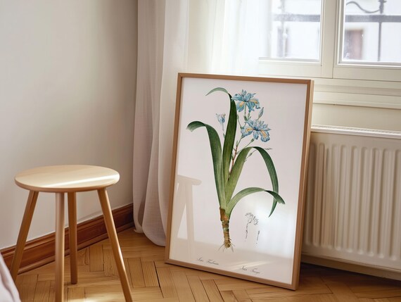 Iris Fimbriata Vintage Botanical Blue Flower Illustration Art Poster