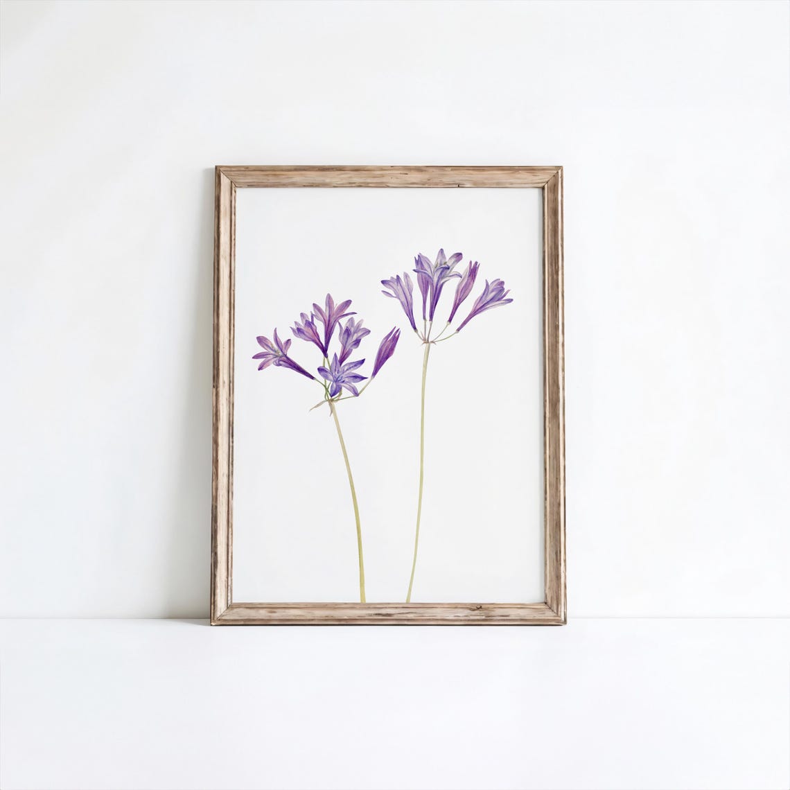 Mary Vaux Walcott Grass Nut Purple Wildflower Botanical Print
