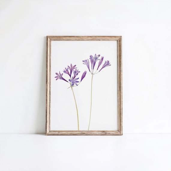 Mary Vaux Walcott Grass Nut Purple Wildflower Botanical Print