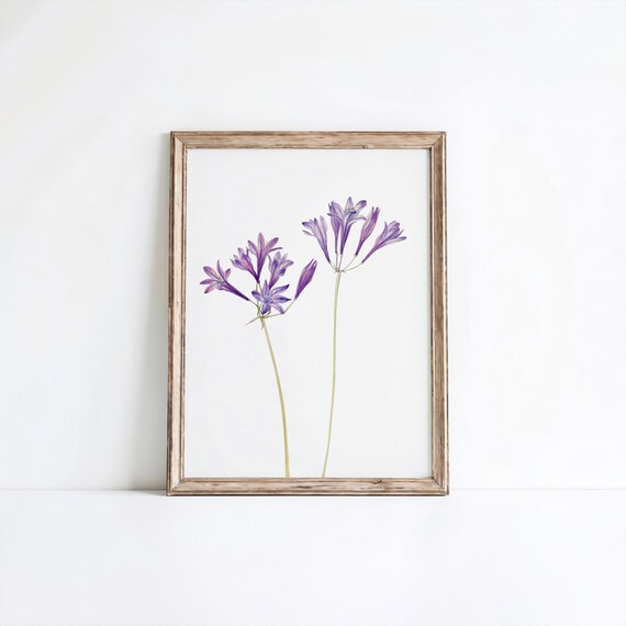 Mary Vaux Walcotts Grass Nut Print Vintage Botanical Art