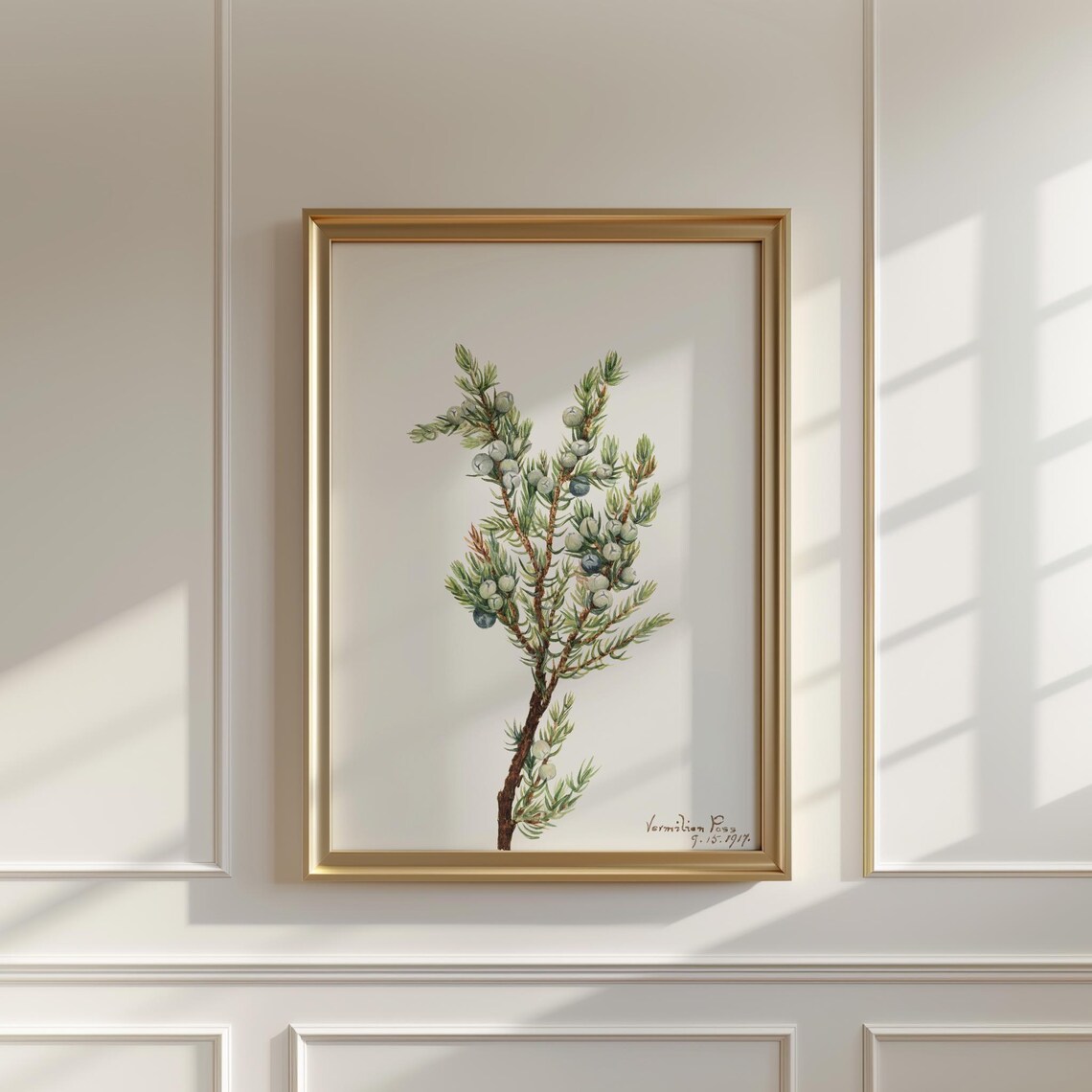 Vintage Mountain Juniper Print Mary Vaux Walcott Botanical Art
