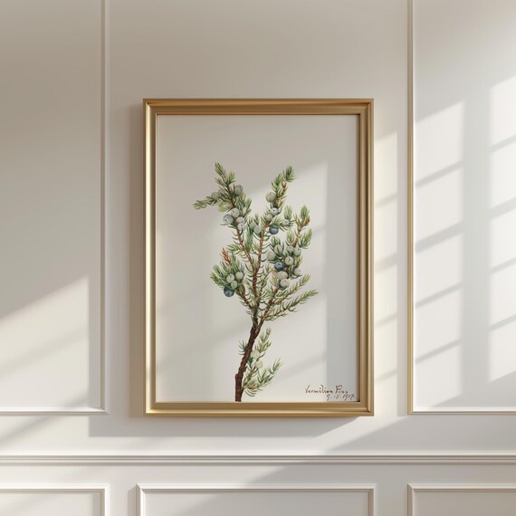 Vintage Mountain Juniper Berry Branch Botanical Watercolor Print