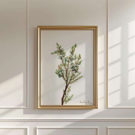 Vintage Mountain Juniper Print Mary Vaux Walcott Botanical Art
