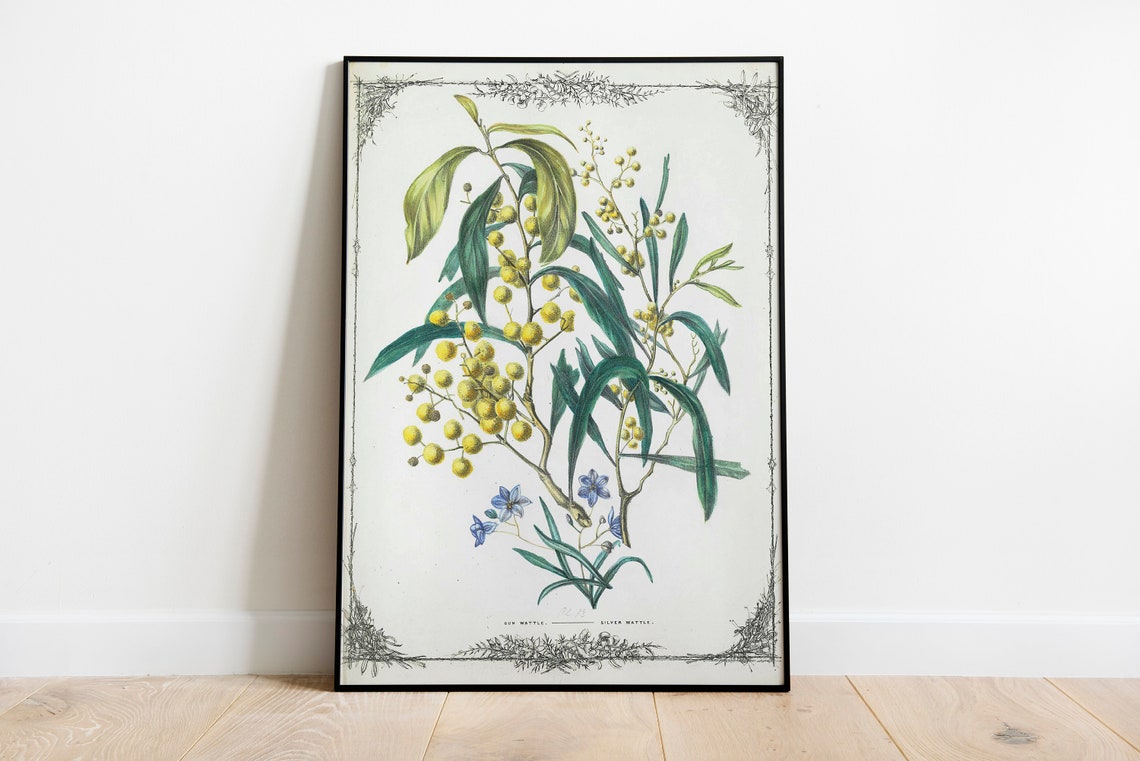 Silver Wattle Australian Vintage Botanical Flower Illustration Poster - Image 2
