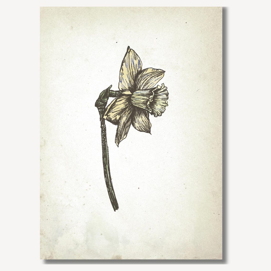 Single Daffodil Flower Ink Sketch Vintage Botanical Wall Art - Image 2