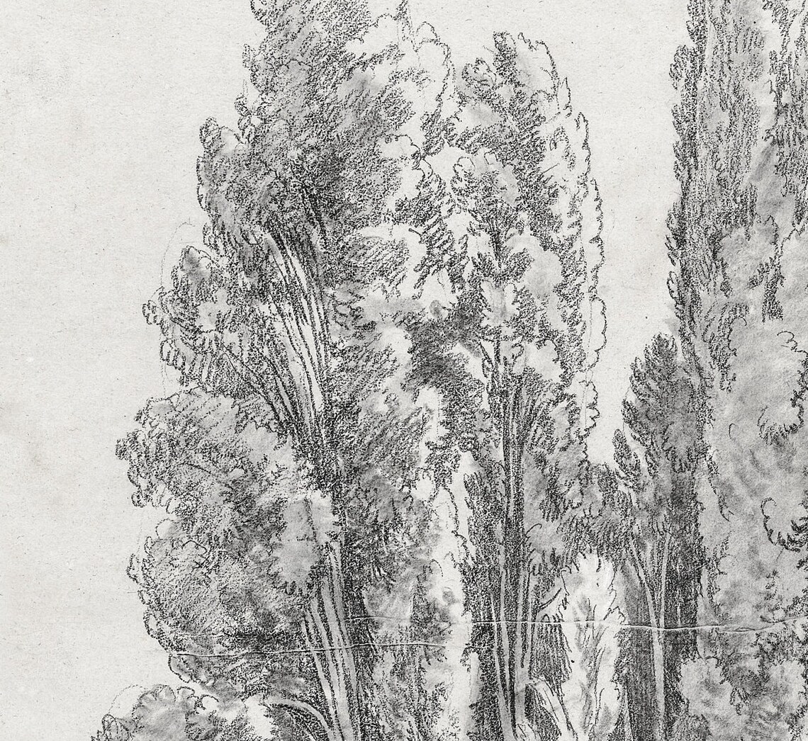 Cypress Tree Vintage Black and White Art Print - Image 2