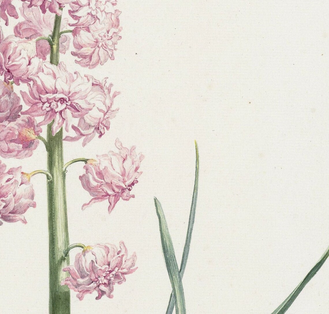 Pink Hyacinth Vintage Botanical Art Print - Image 2