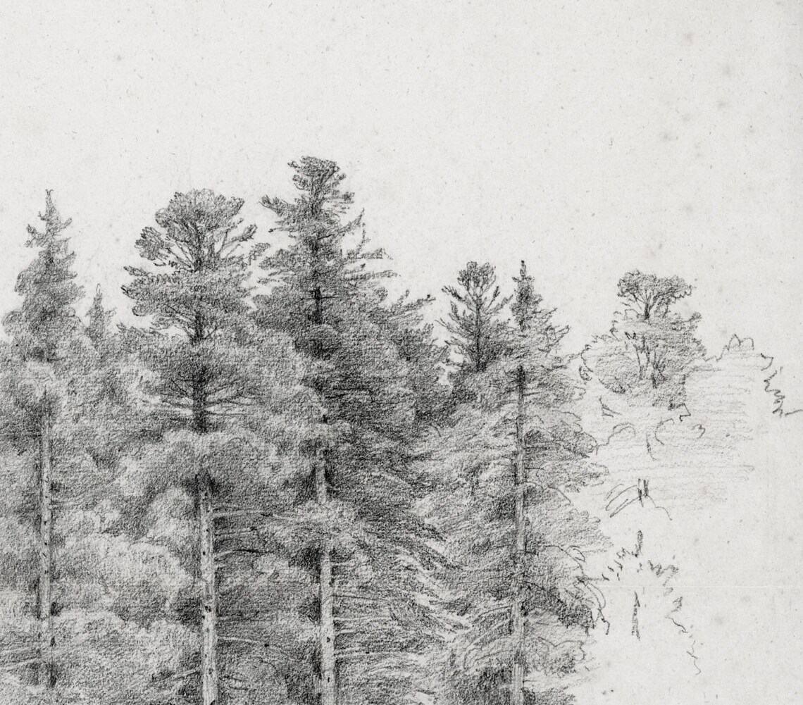 Tree Study Sketch Vintage Black And White Art Print - Image 3