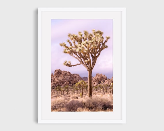 Joshua Tree Photo, California Desert Landscape
