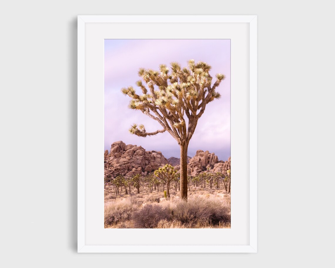 Joshua Tree Photo, California Desert Landscape