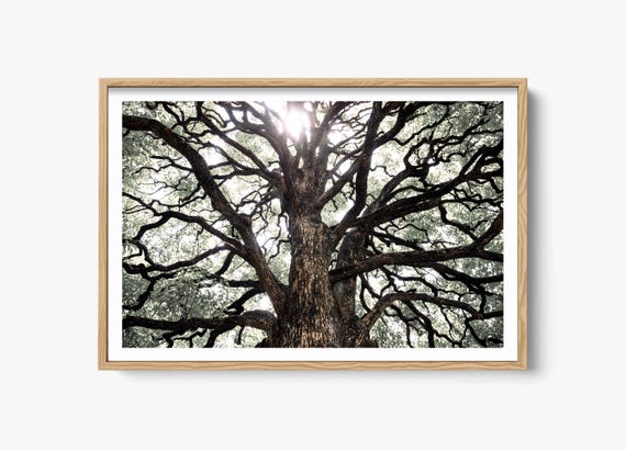 Tree Of Life Nature Photography, Abstract Landscape