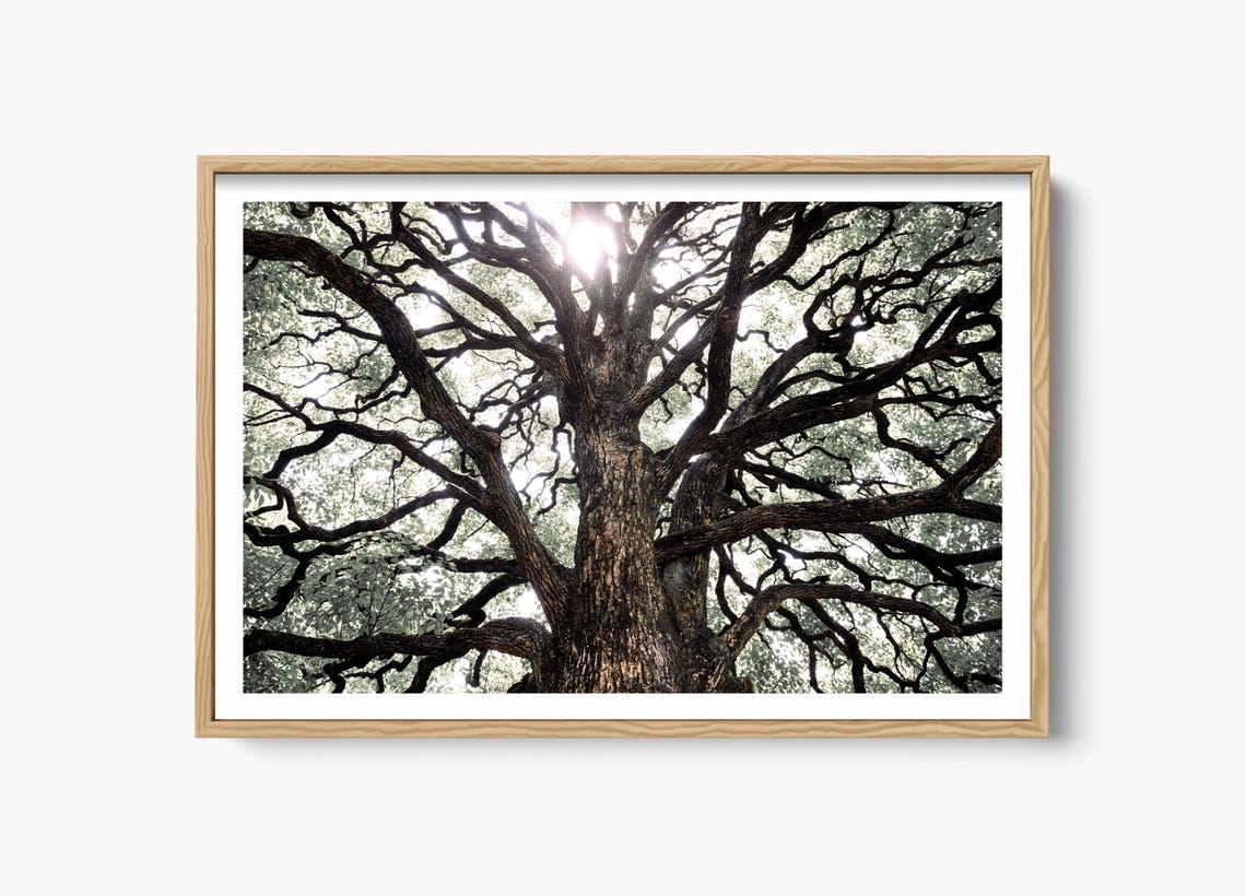 Tree Of Life Nature Photography, Abstract Landscape
