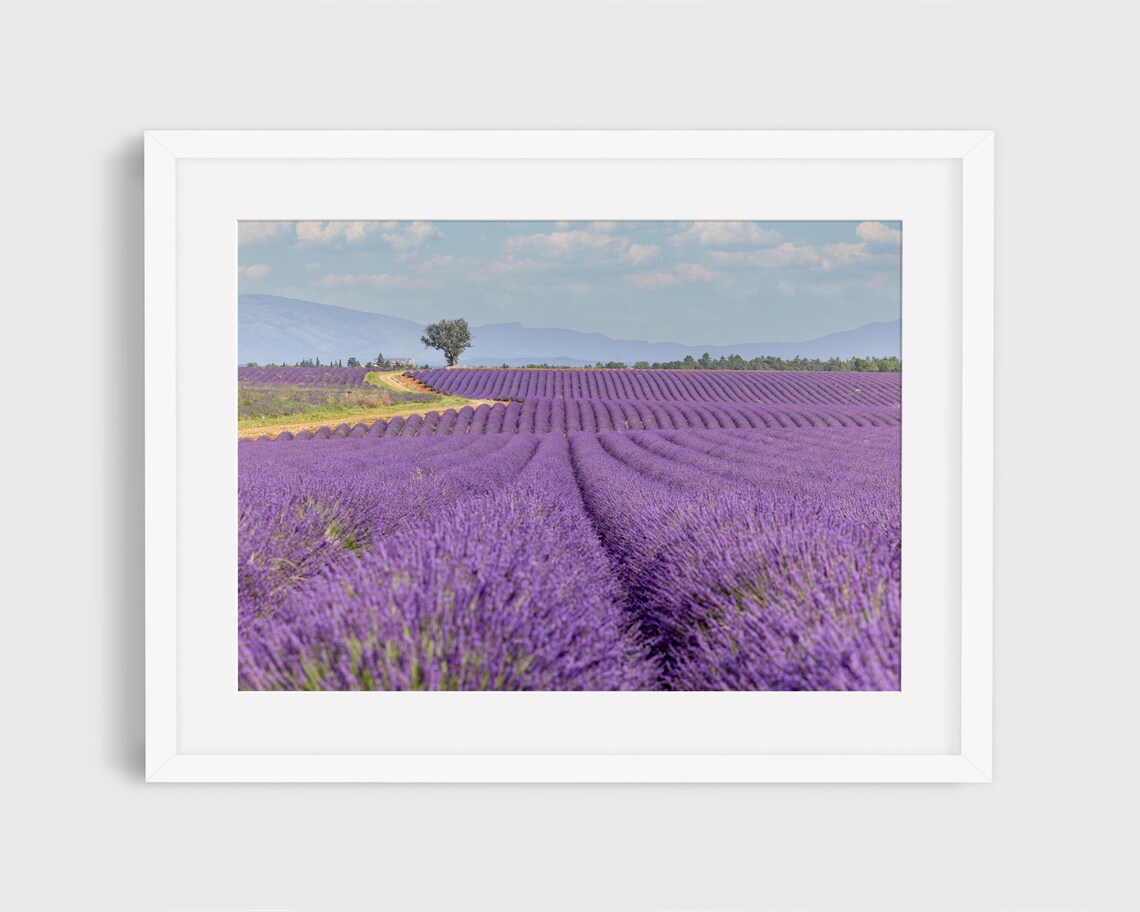 Lavender Field In Provence, French Countryside Photo