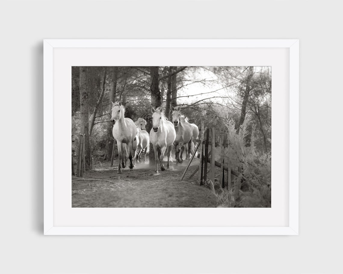 Wild Horse Photography Print, Nature Photography