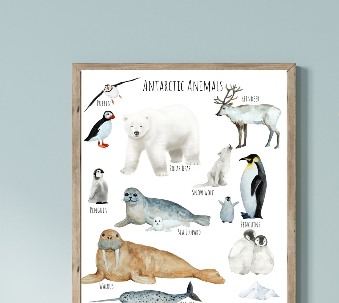 Antarctic Animals Travel Poster, Wildlife Study - Image 2